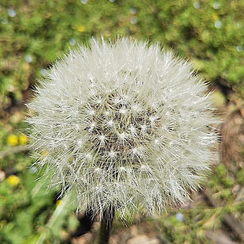 綿毛１