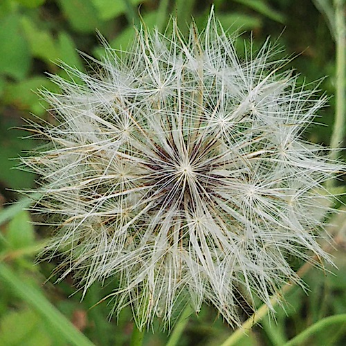 綿毛3