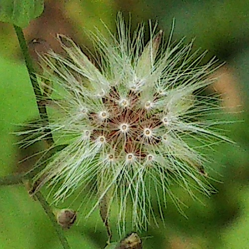 綿毛6