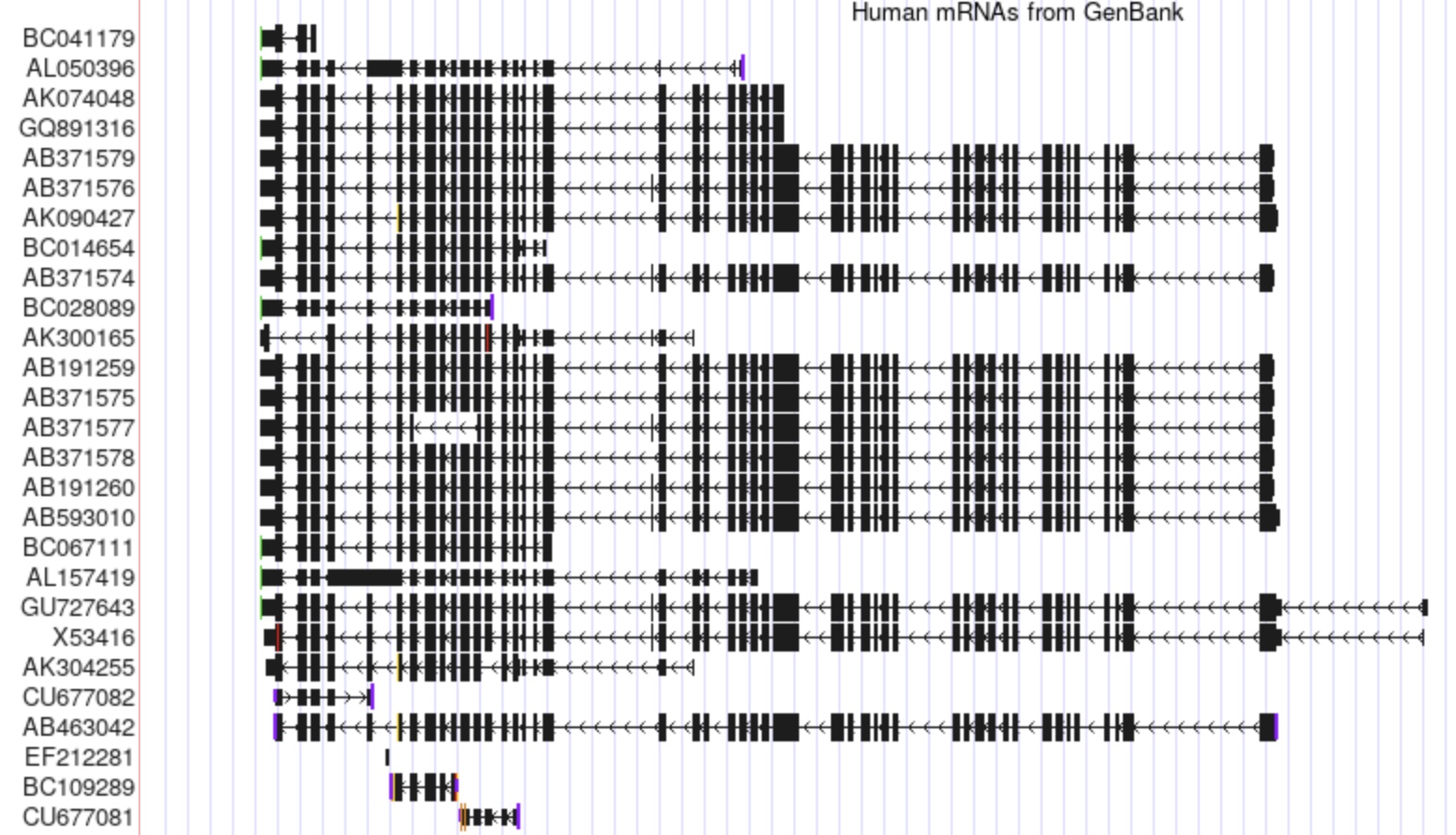 FLNA_GenBank_mRNA