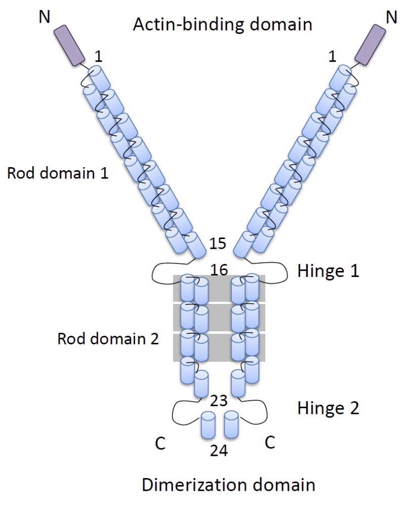 FLNA_structure