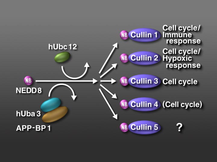 NEDD8pathway