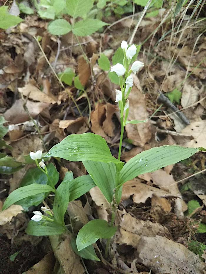 3株