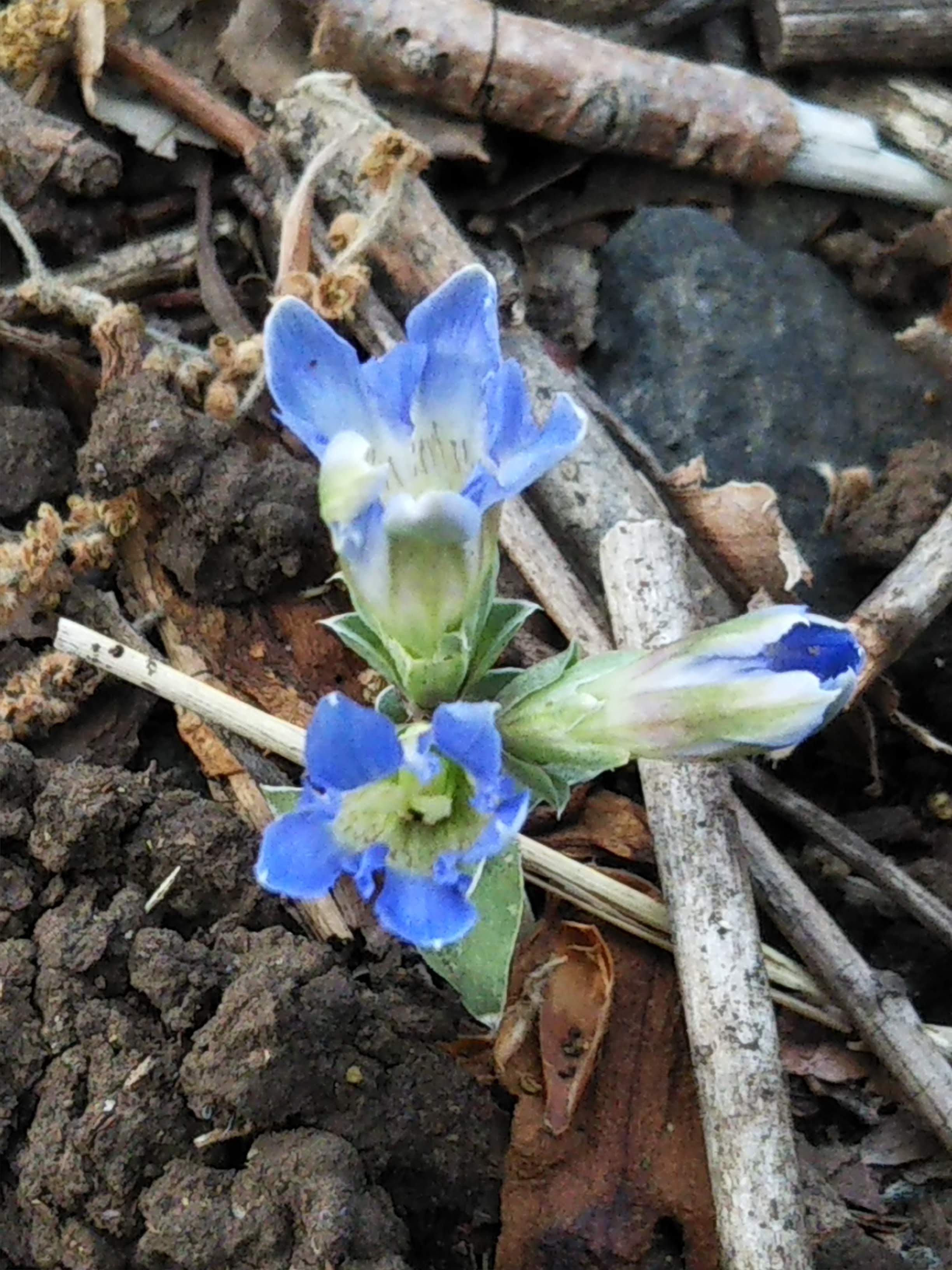 花3輪