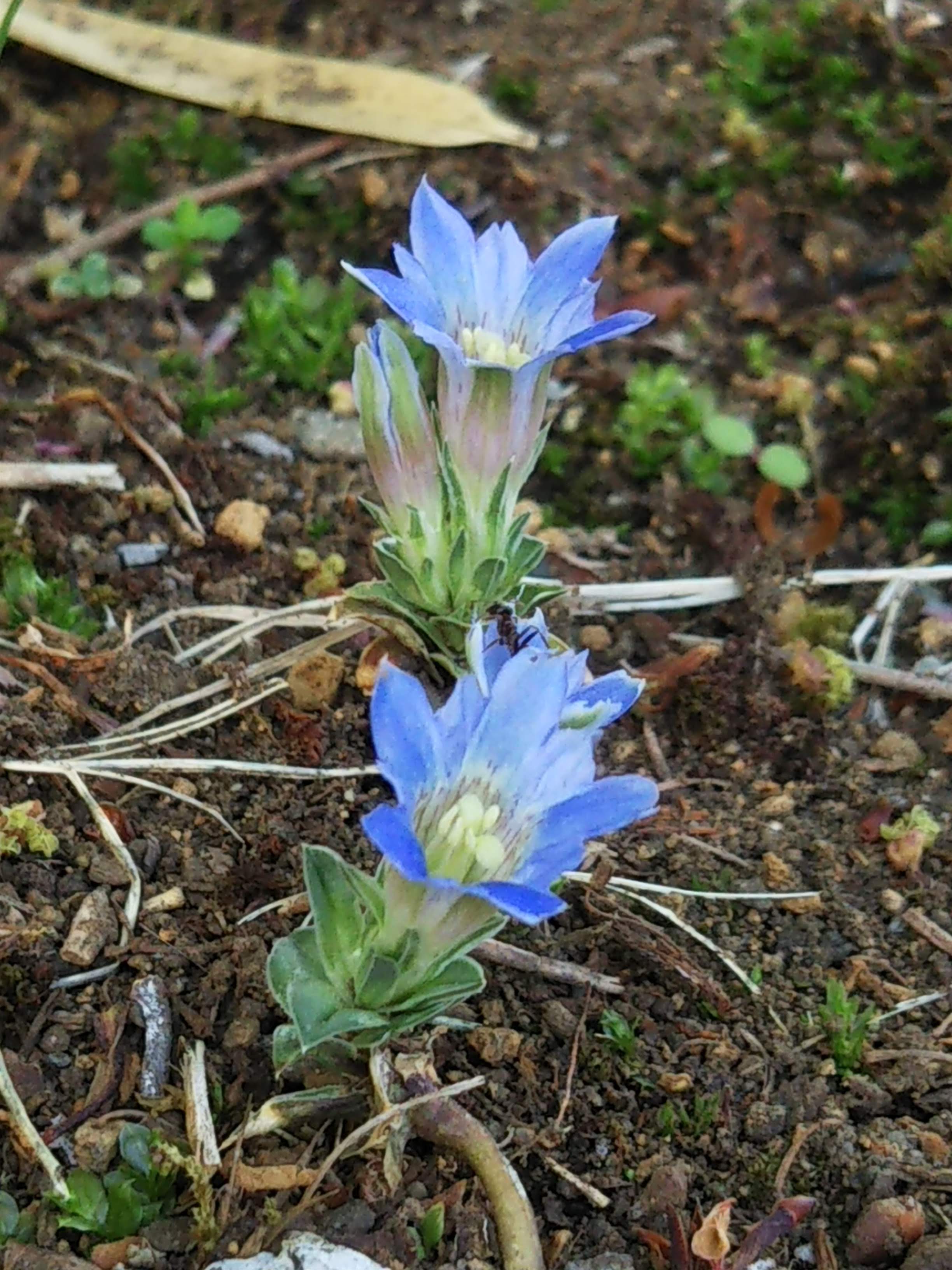 花の上にアリの姿が