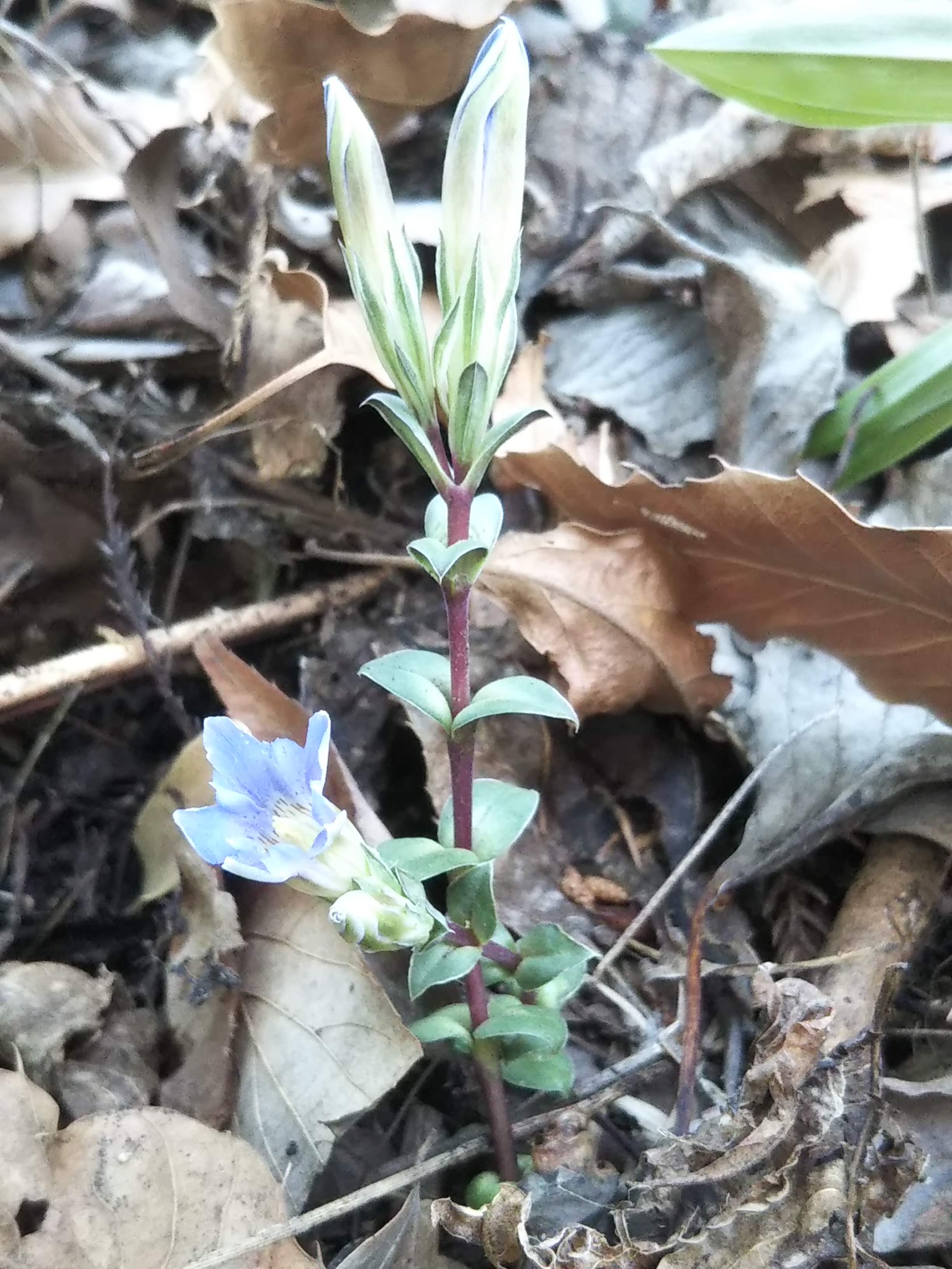 一輪開花