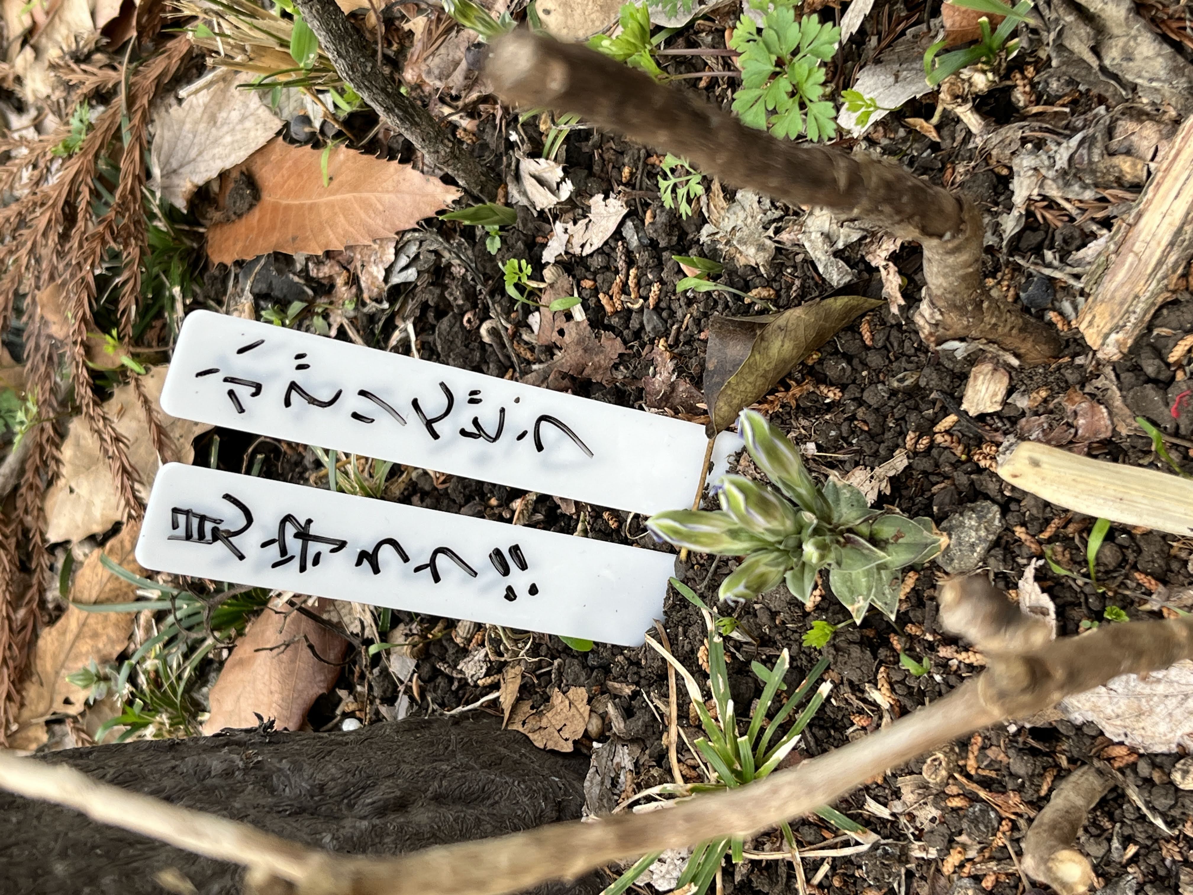 立て札と一緒
