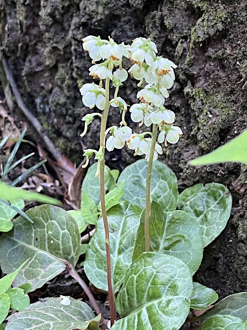 花びらが落ちているものも