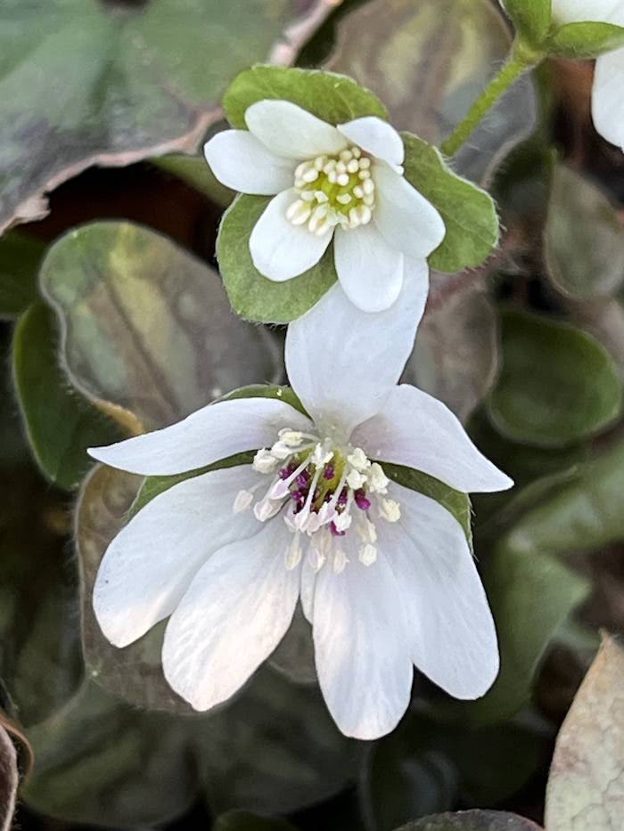 開花