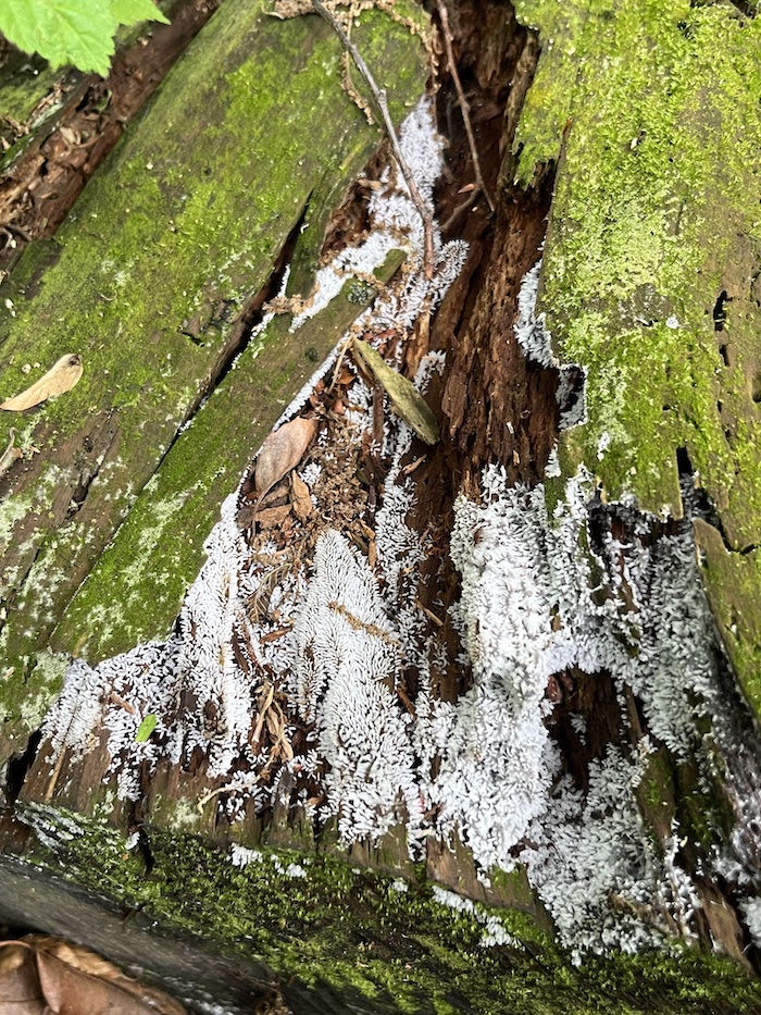 苔の生えていない部分に密生