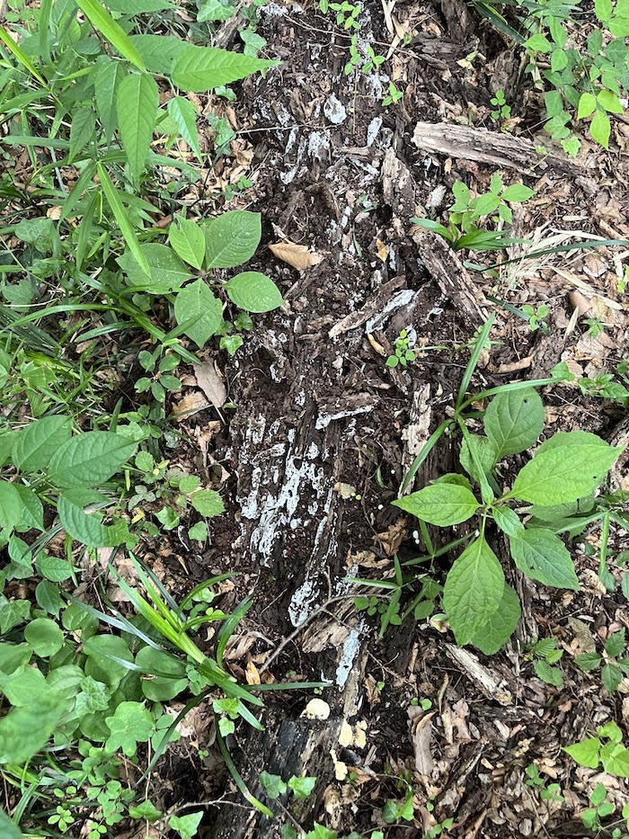 壊された朽ち木に