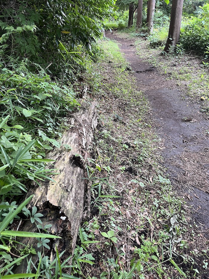 朽ち木の破断面に何やら白い物体が見える