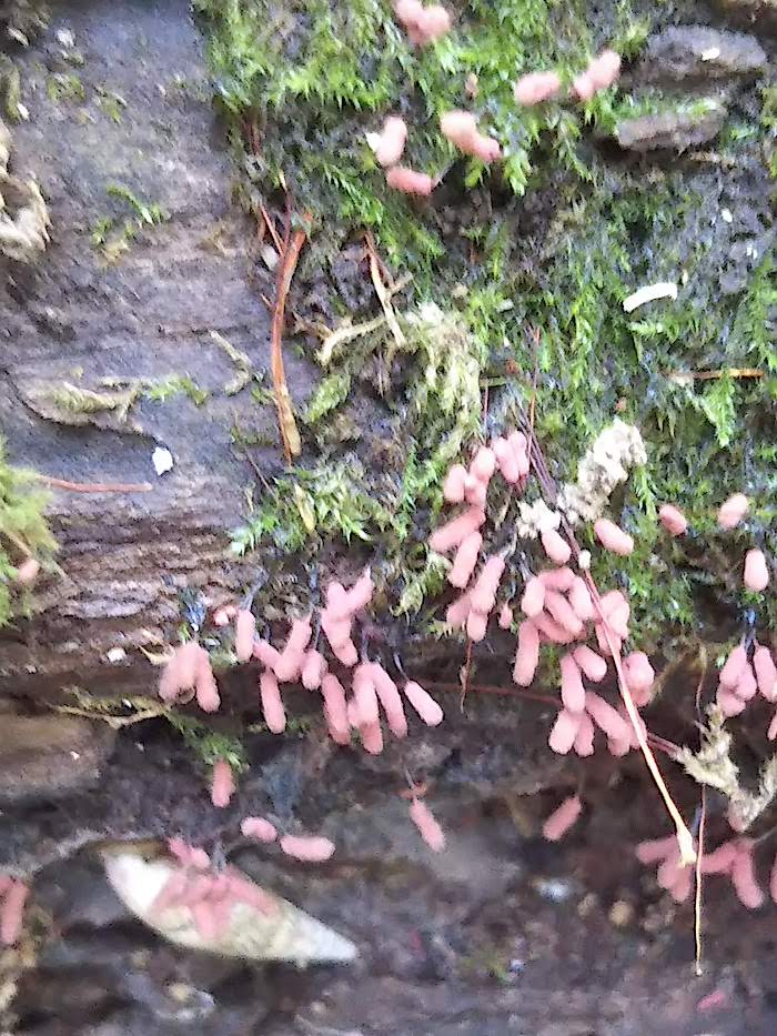 緑の苔を背景にピンクのウツボホコリ